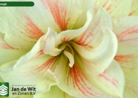 hippeastrum Nymph (3)